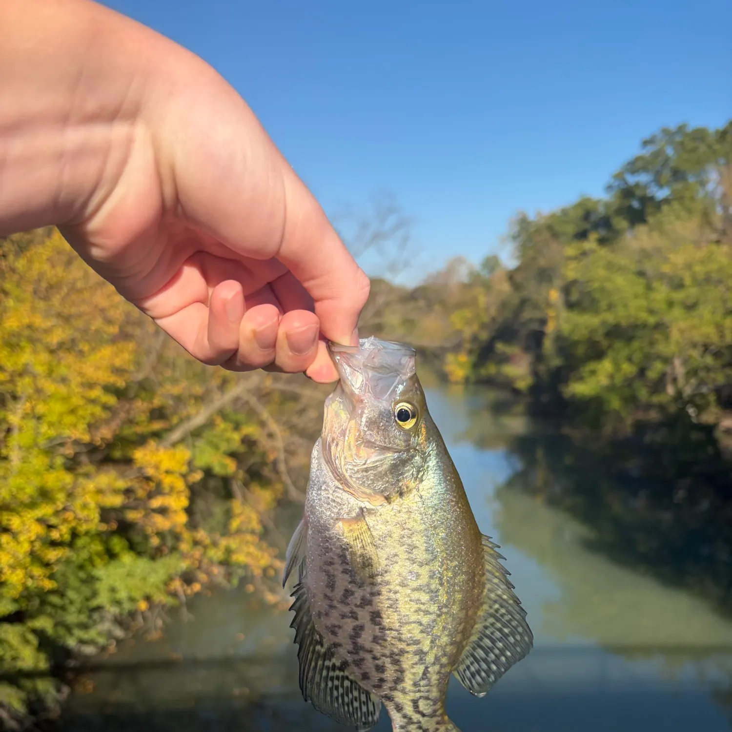 Black crappie caught on Fishbrain