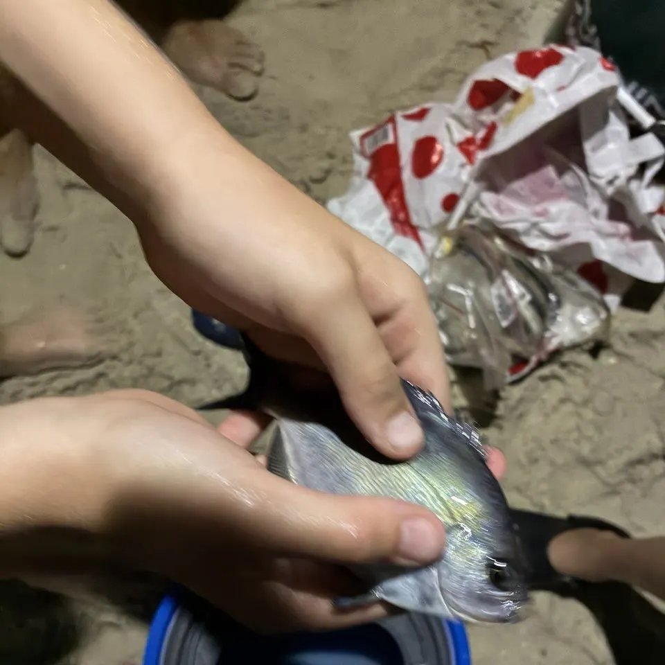The most recent Silver sweep catches on Fishbrain