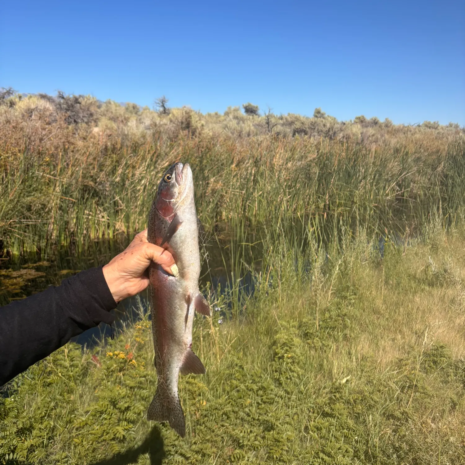 Rainbow trout caught on Fishbrain