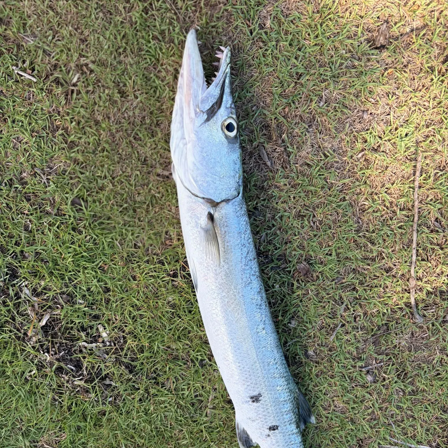 Great barracuda caught on Fishbrain