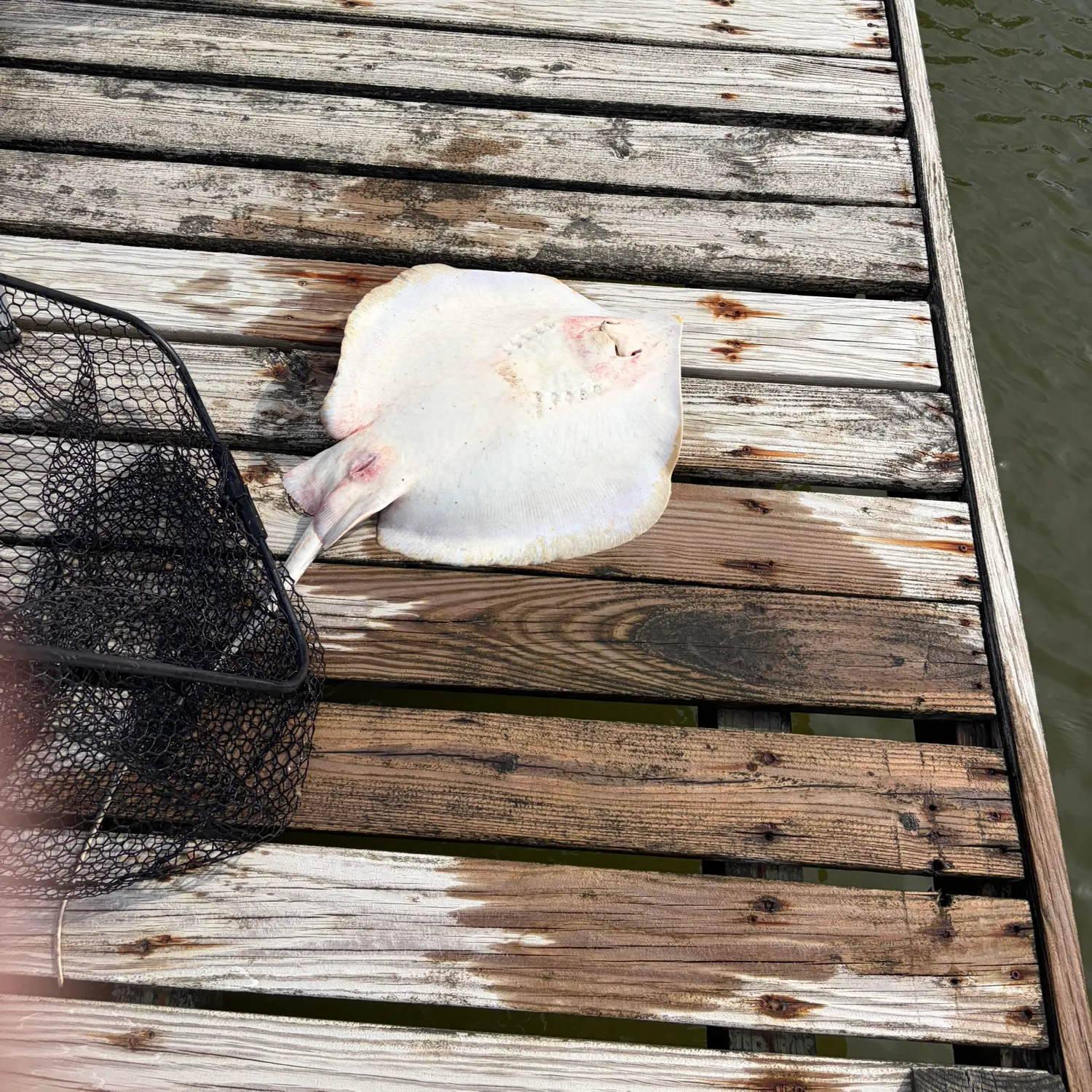 The most recent Starry ray catches on Fishbrain
