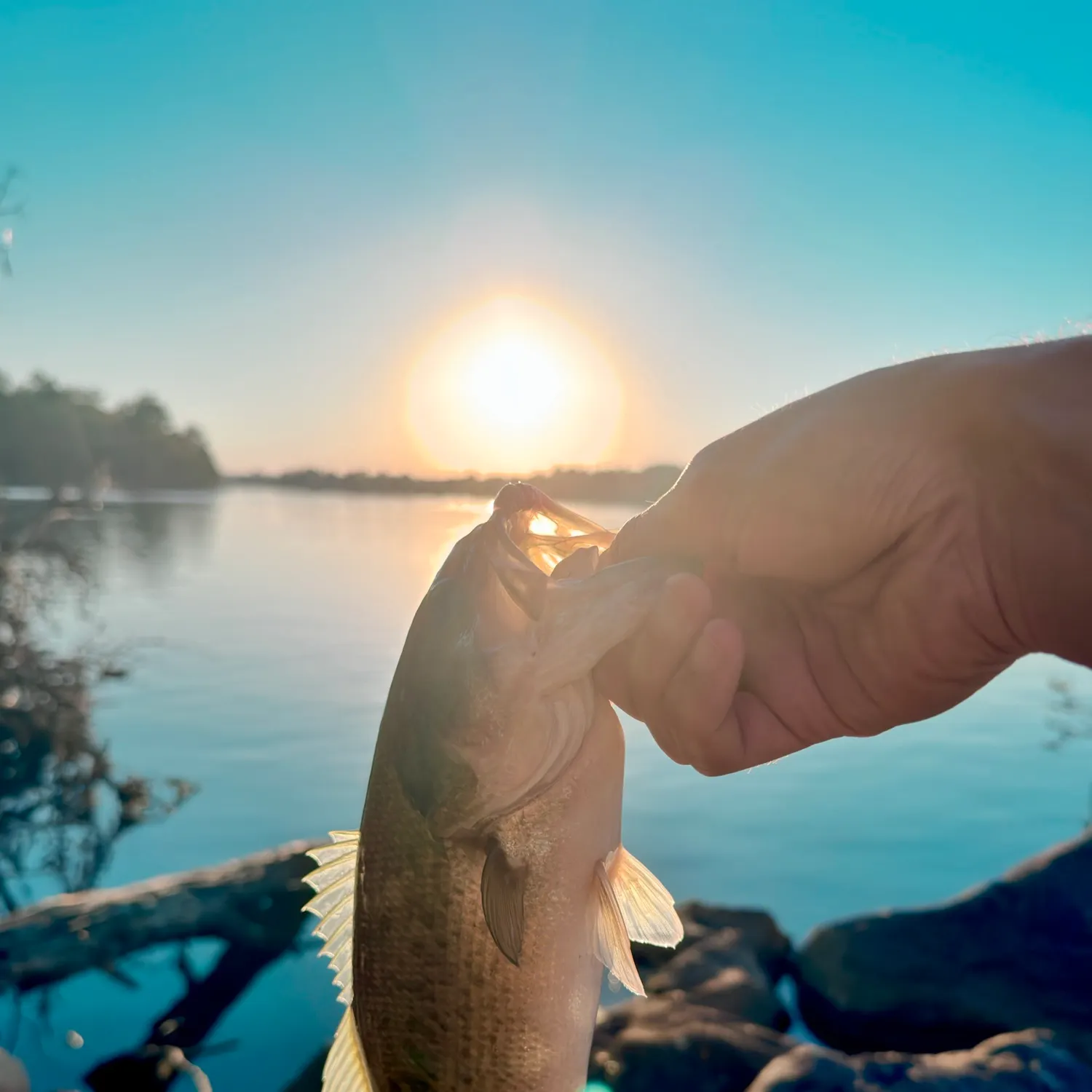 Largemouth bass caught on Fishbrain