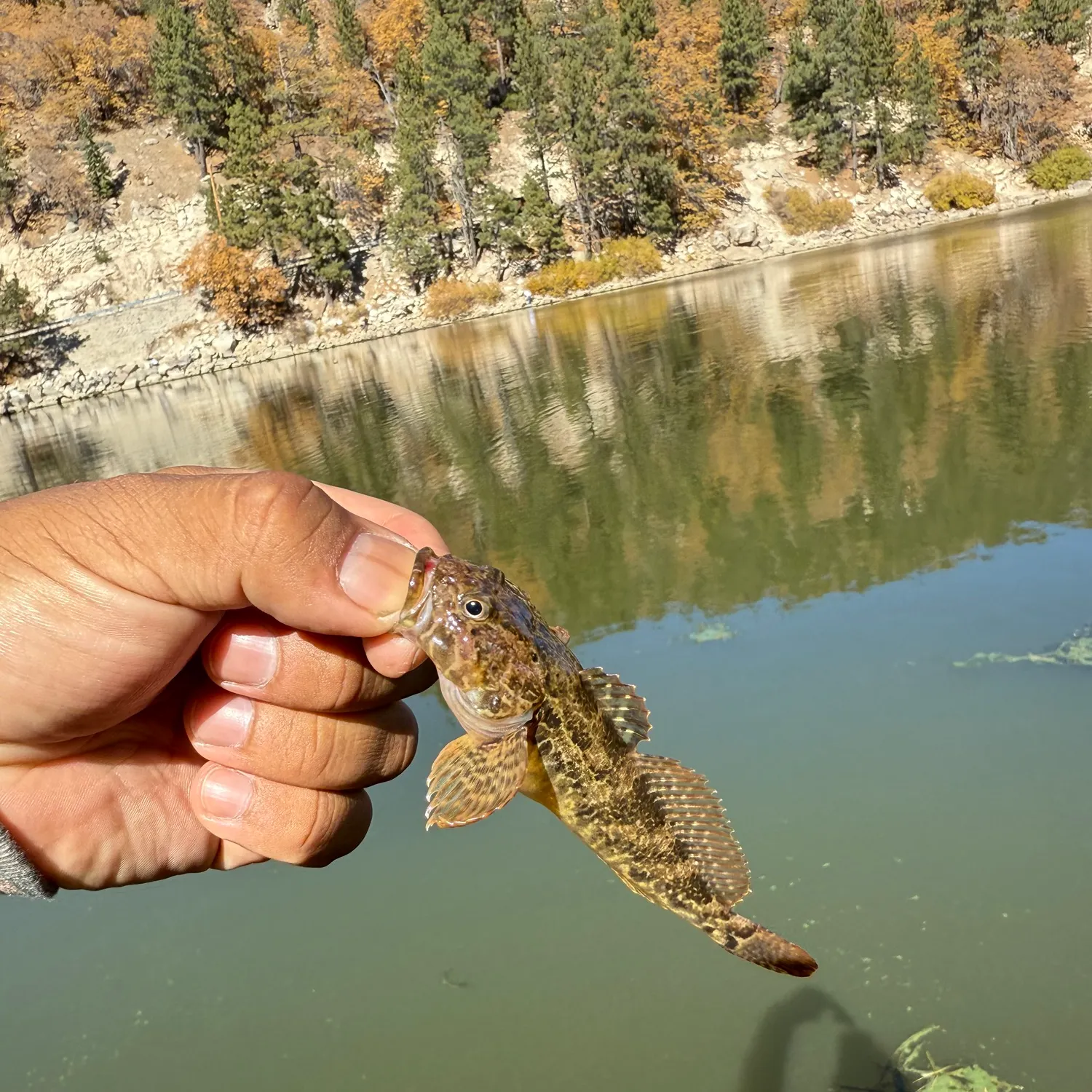 The most recent Spinyhead sculpin catches on Fishbrain