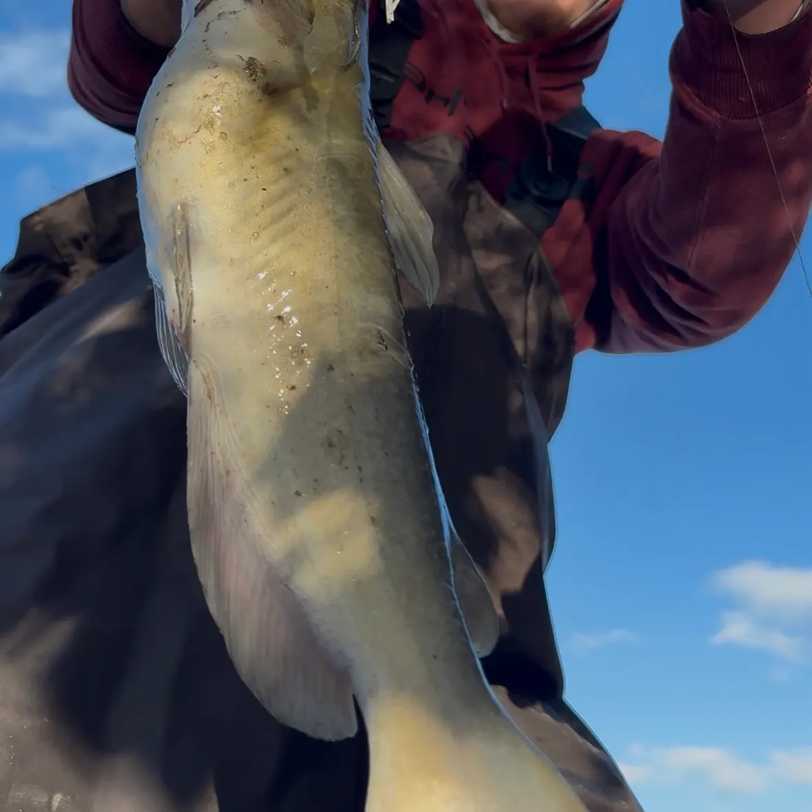 Channel catfish caught on Fishbrain