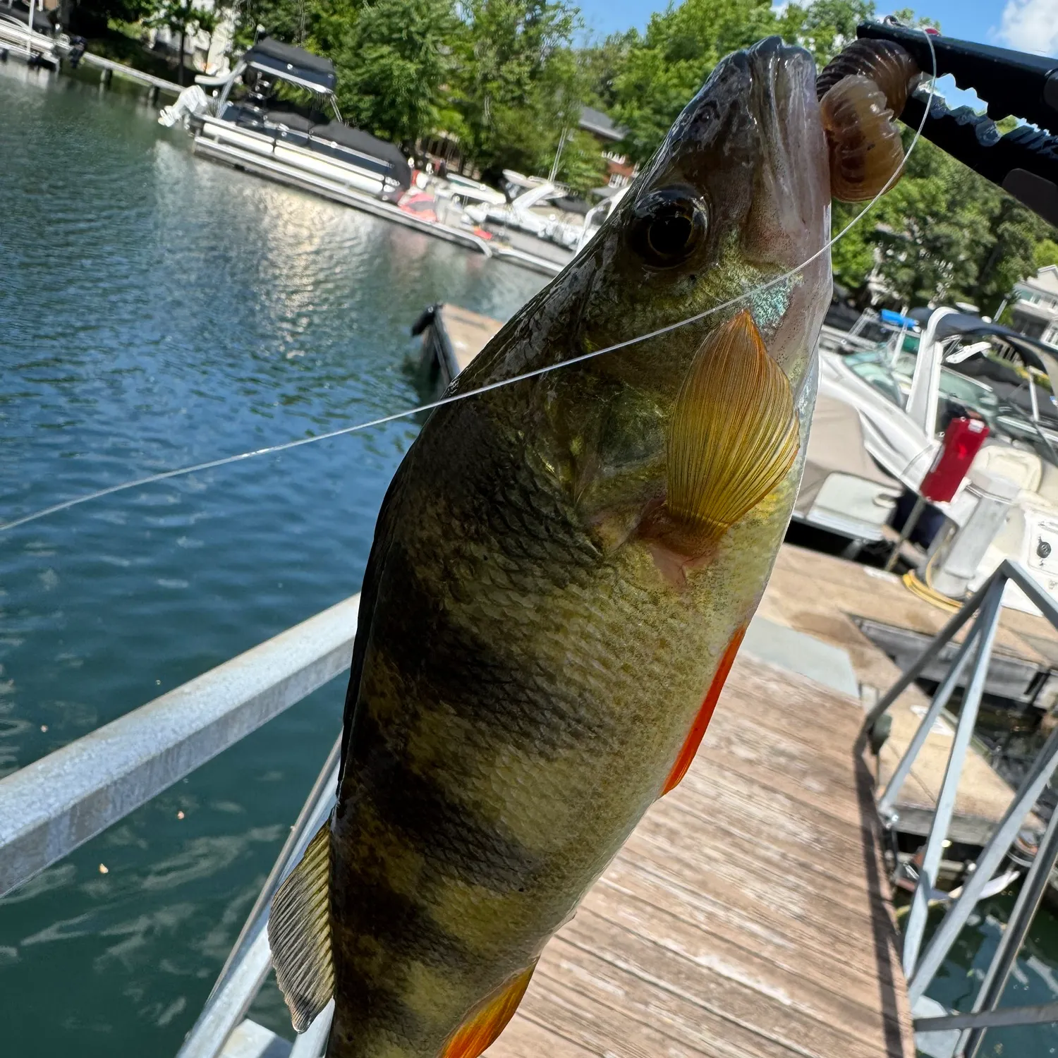 angler catch