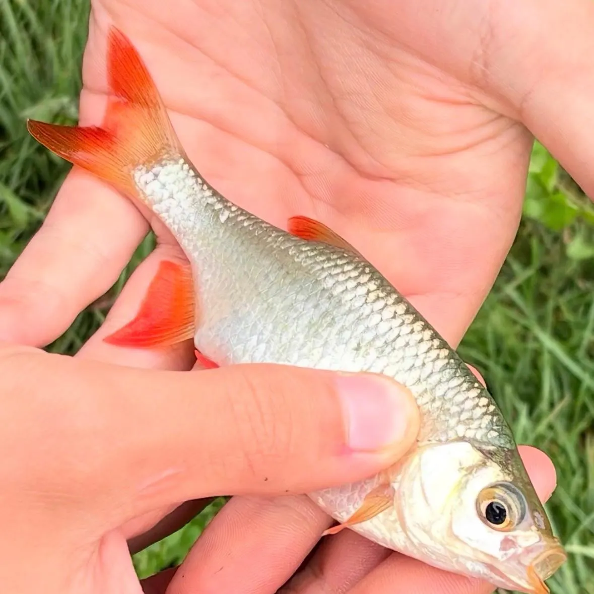 Common rudd caught on Fishbrain