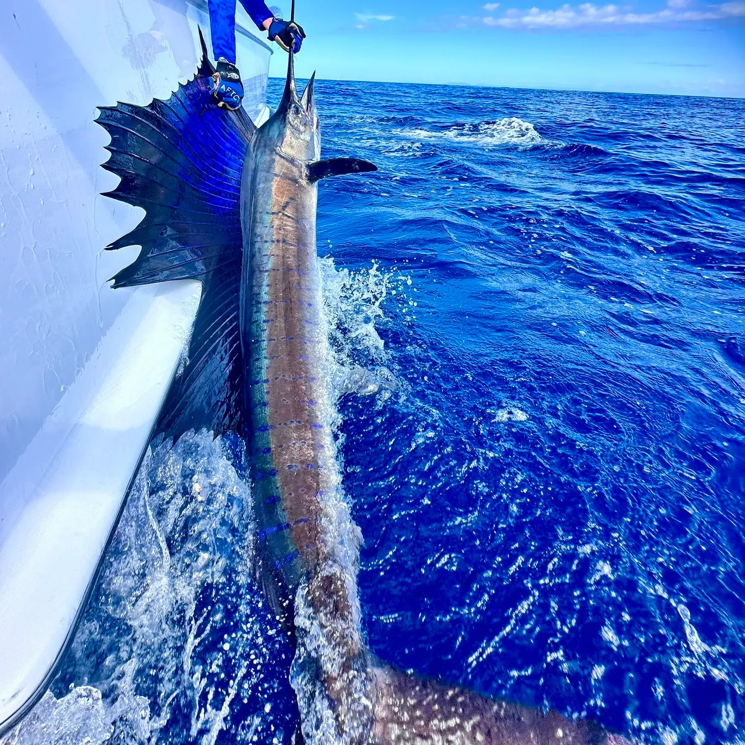 The most recent Indo-Pacific sailfish catches on Fishbrain