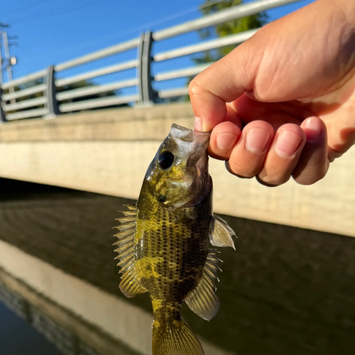 Rock bass caught on Fishbrain