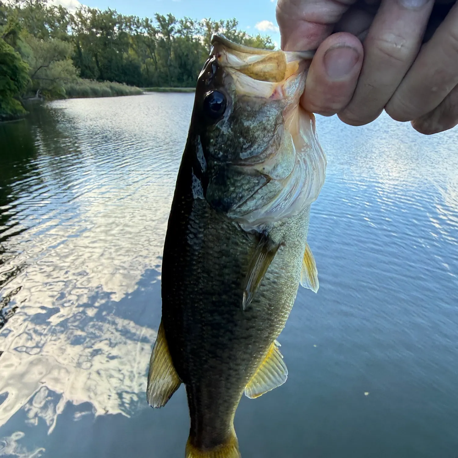 Largemouth bass caught on Fishbrain