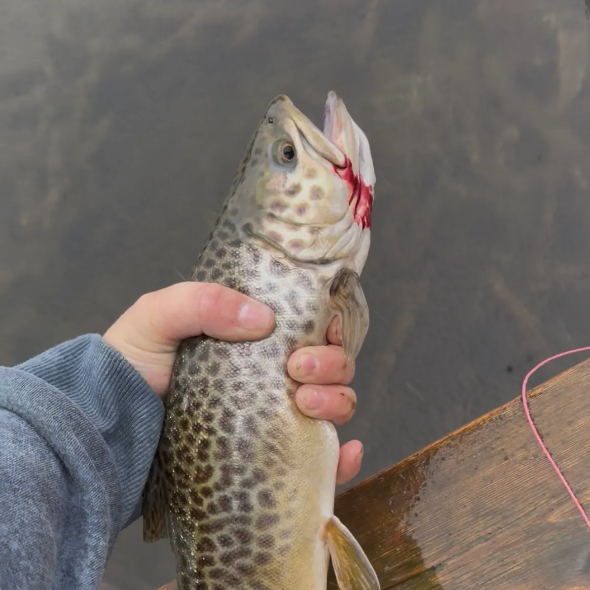 Tiger trout caught on Fishbrain