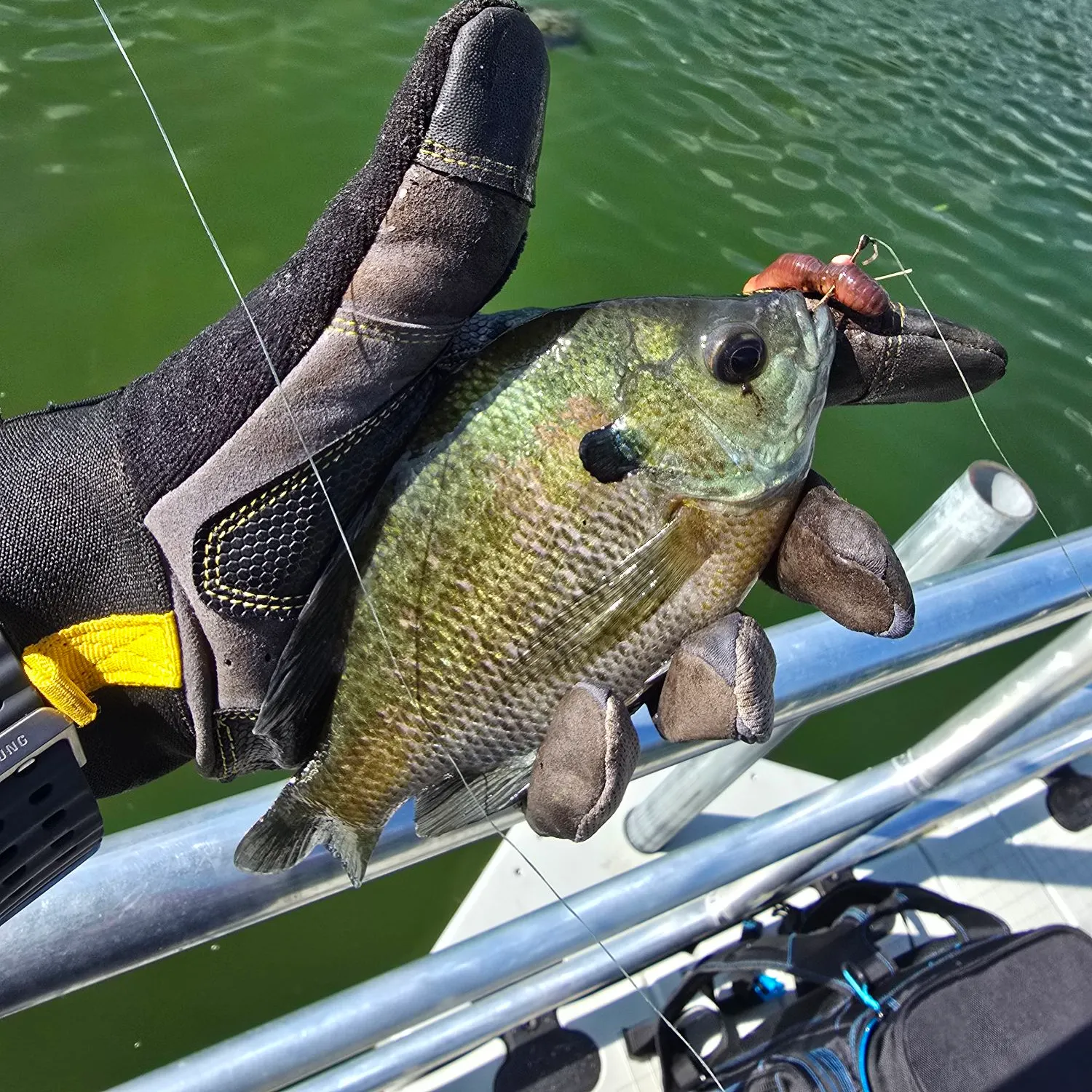 Bluegill caught on Fishbrain