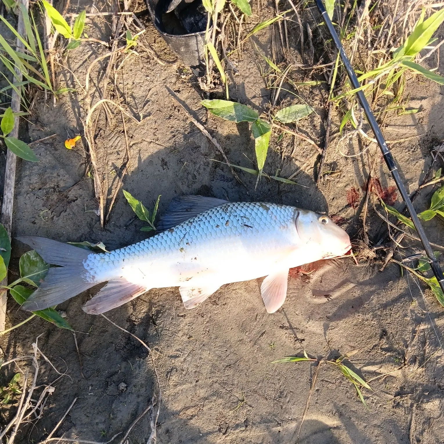 White sucker caught on Fishbrain