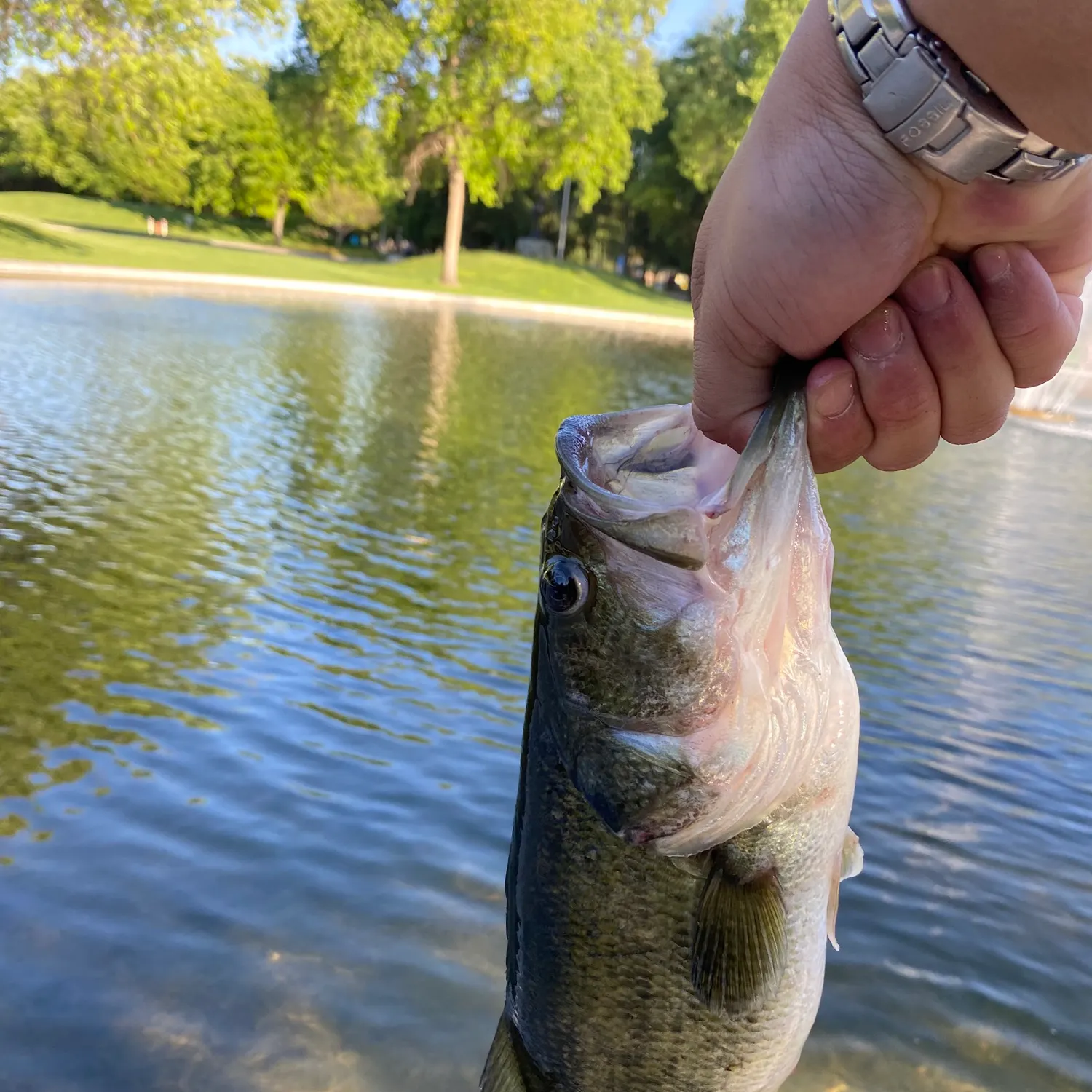 angler catch