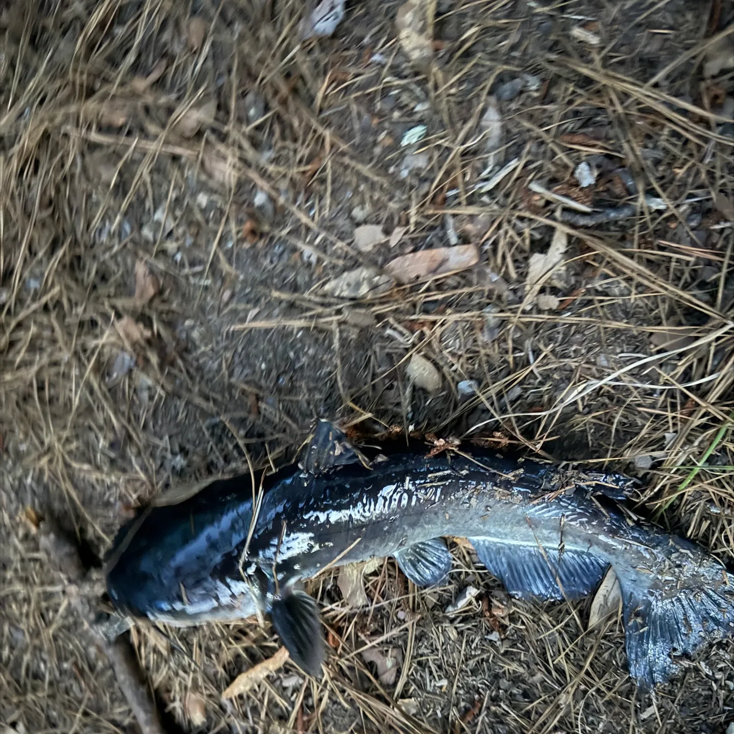 The most recent Brown bullhead catches on Fishbrain