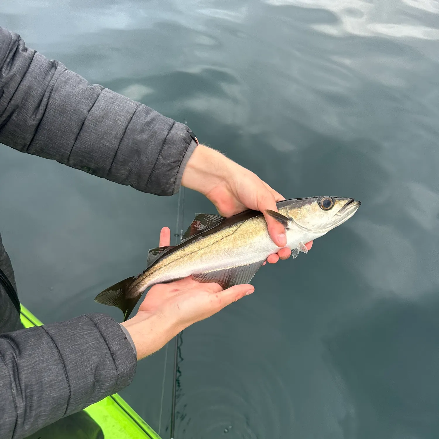 The most recent Pollack catches on Fishbrain