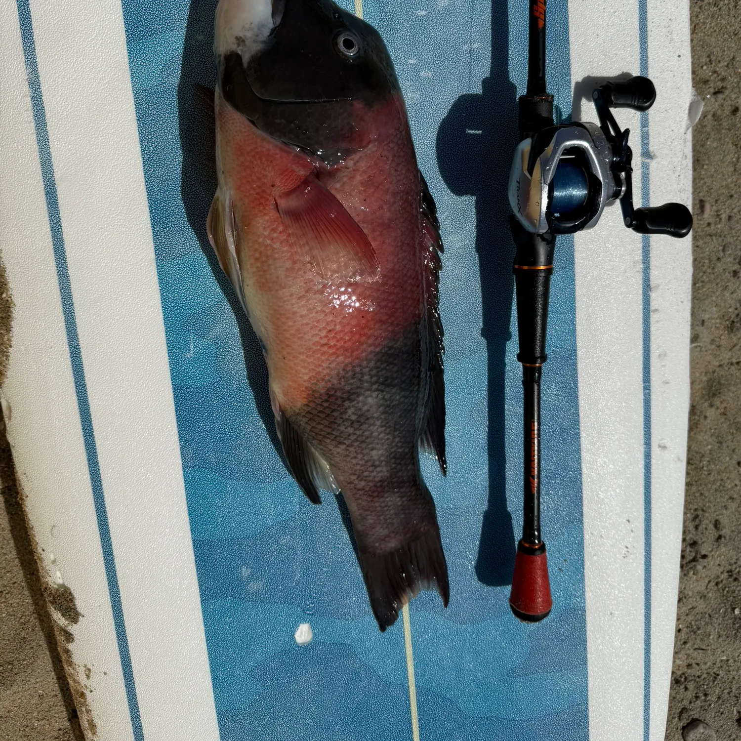 California sheephead caught on Fishbrain