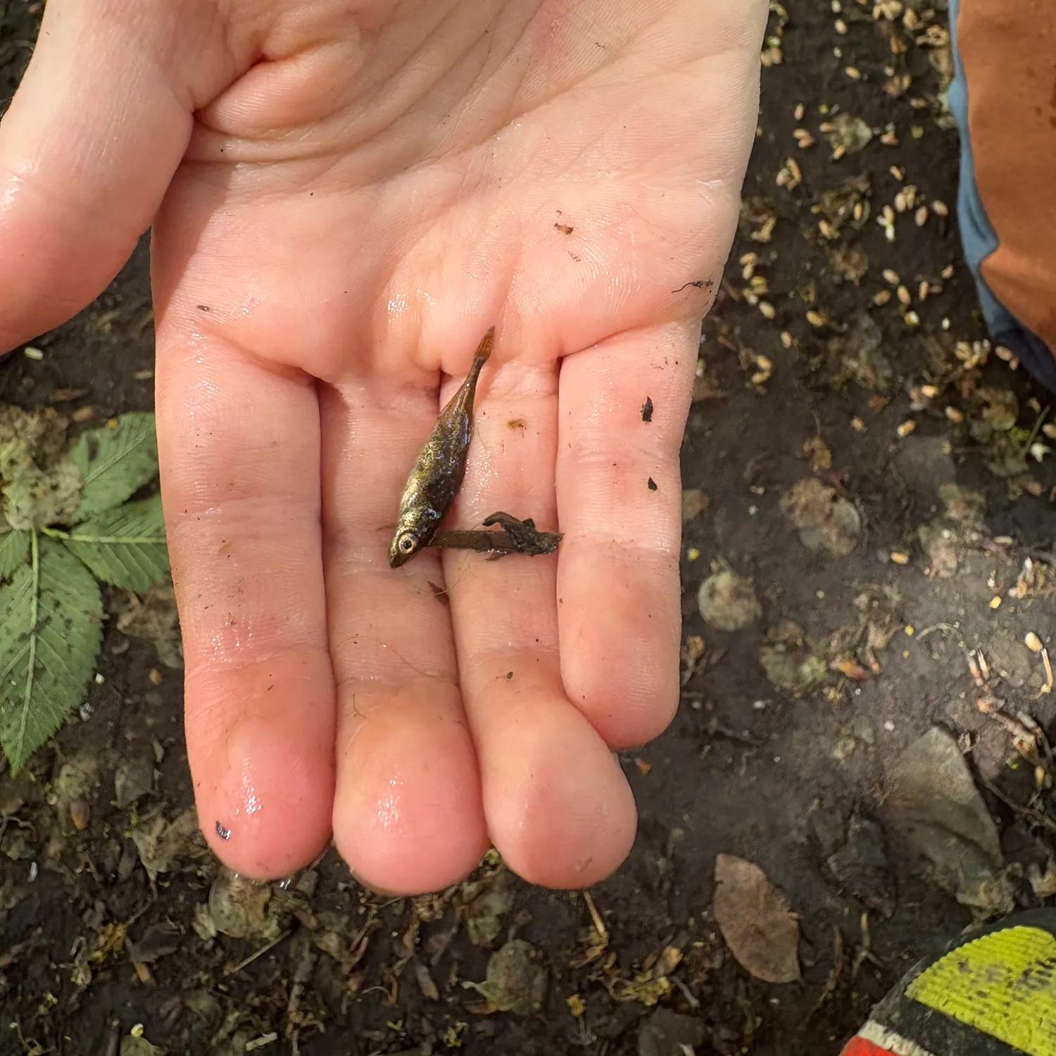 The most recent Ninespine stickleback catches on Fishbrain