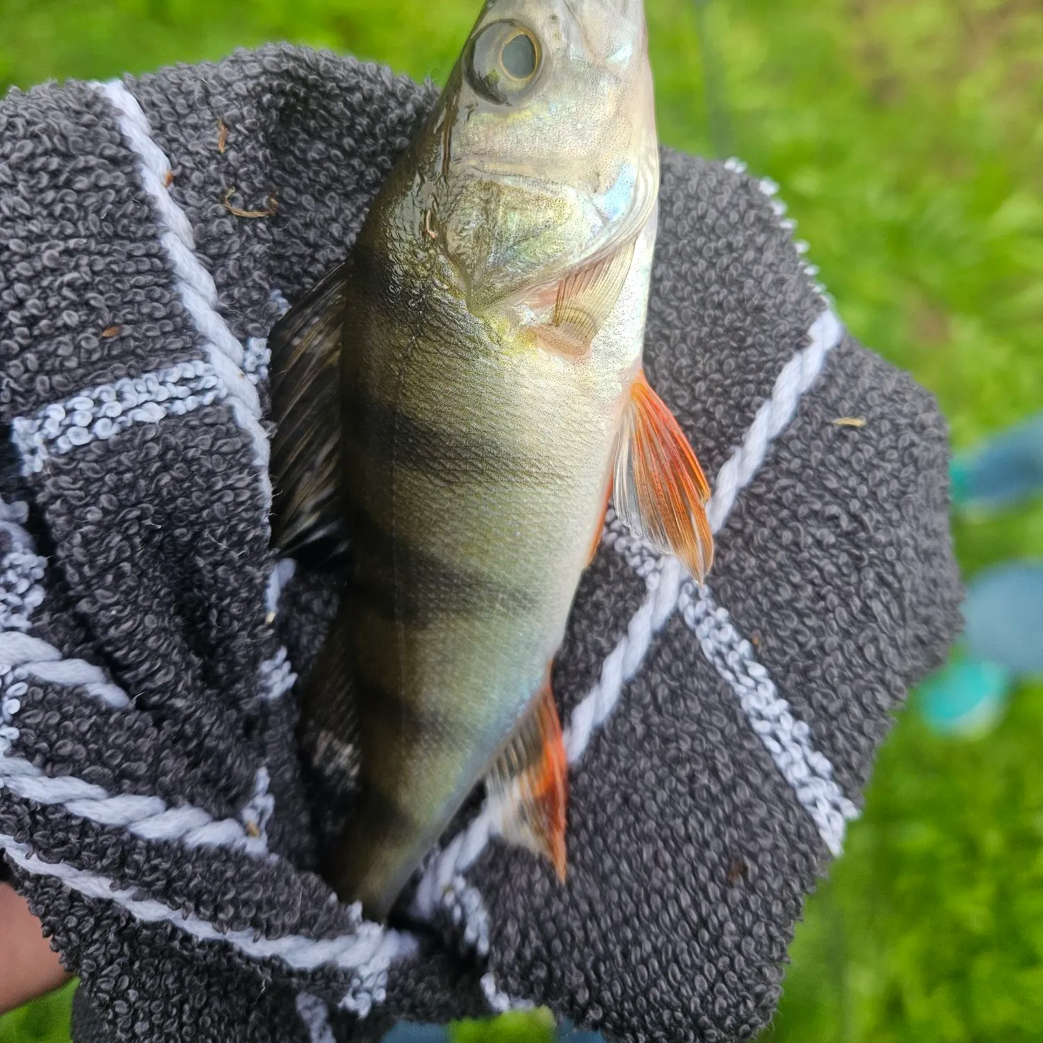 European perch caught on Fishbrain