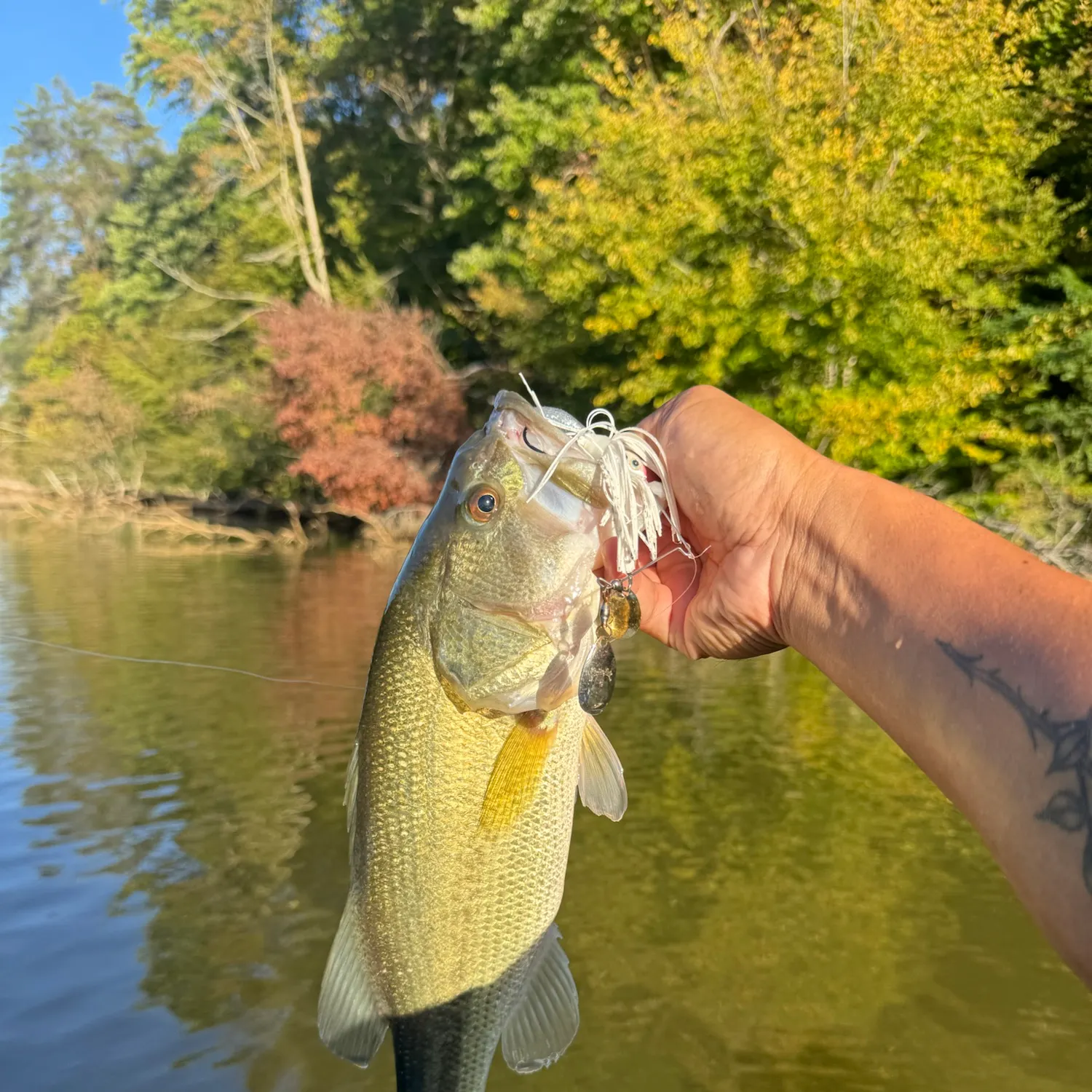 Largemouth bass caught on Fishbrain