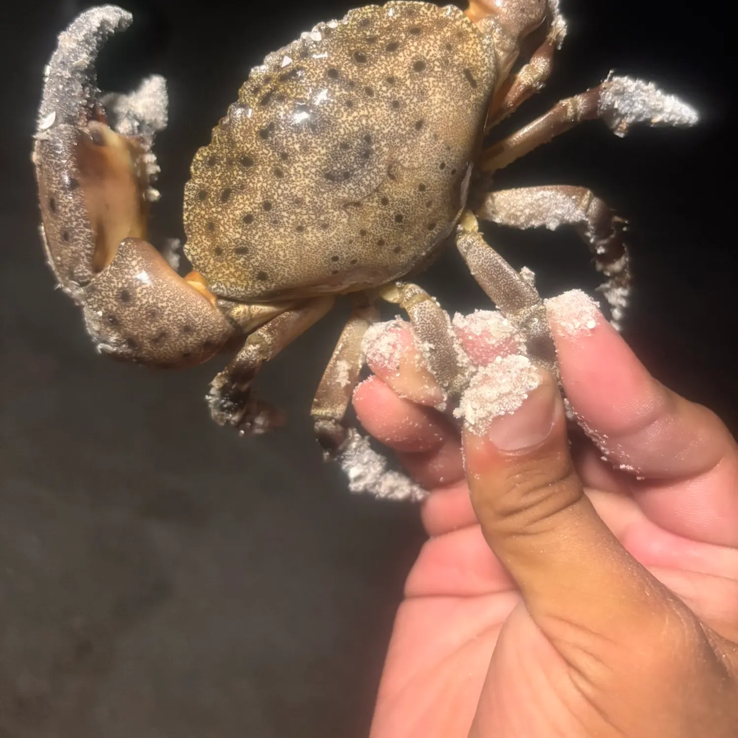The most recent Spotted reef crab catches on Fishbrain