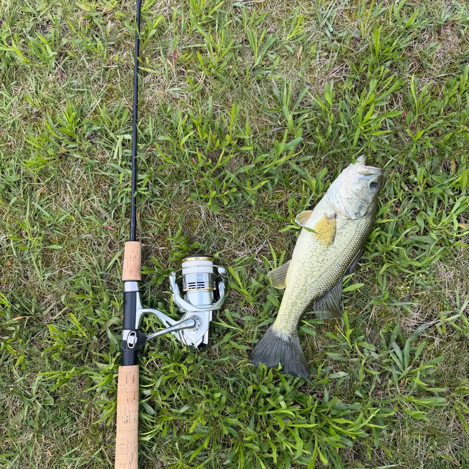Largemouth bass caught on Fishbrain