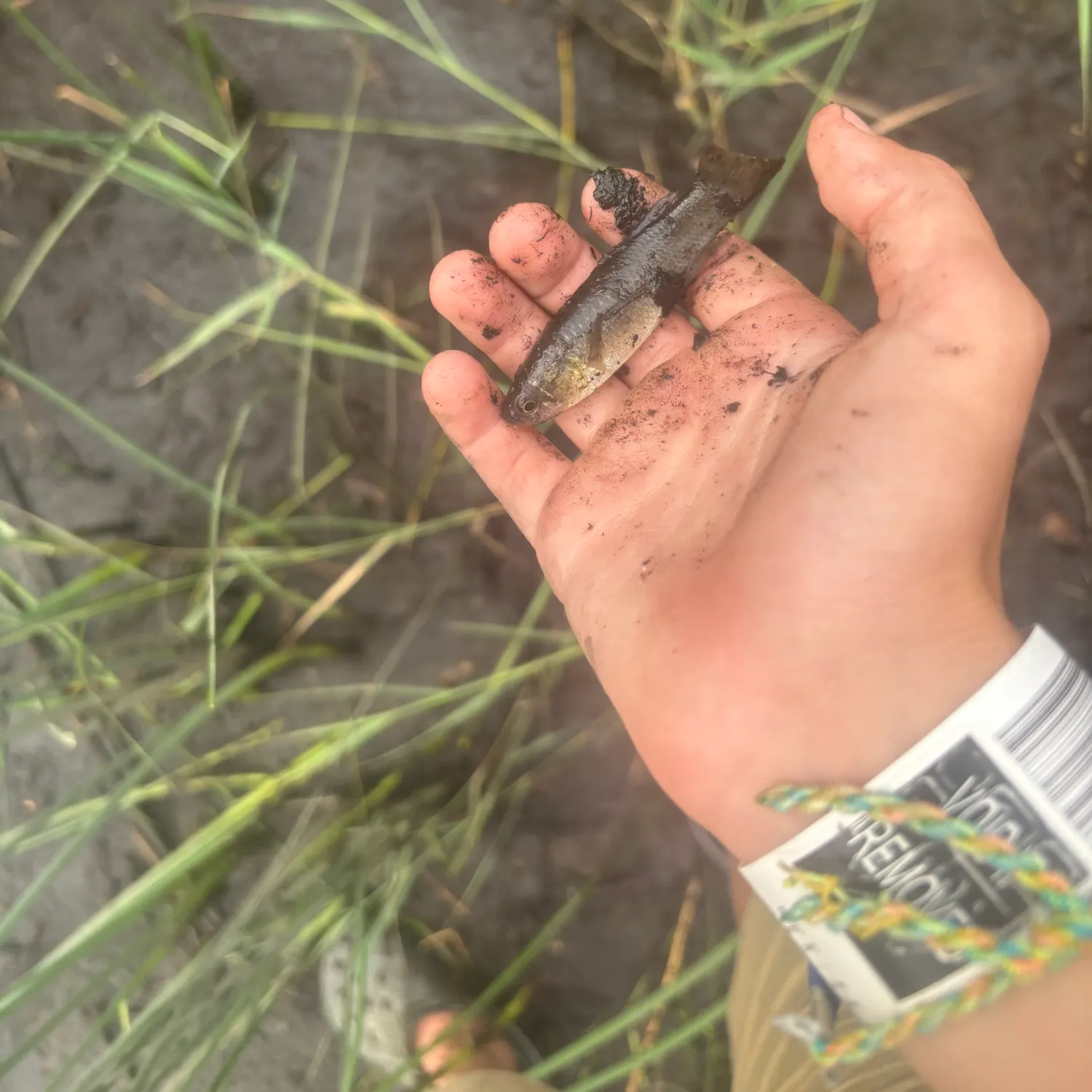 Banded killifish caught on Fishbrain