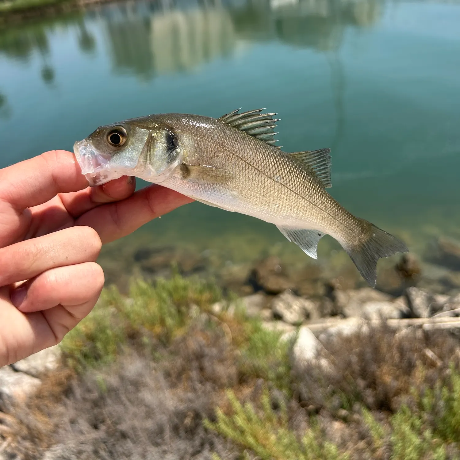 The most recent European seabass catches on Fishbrain