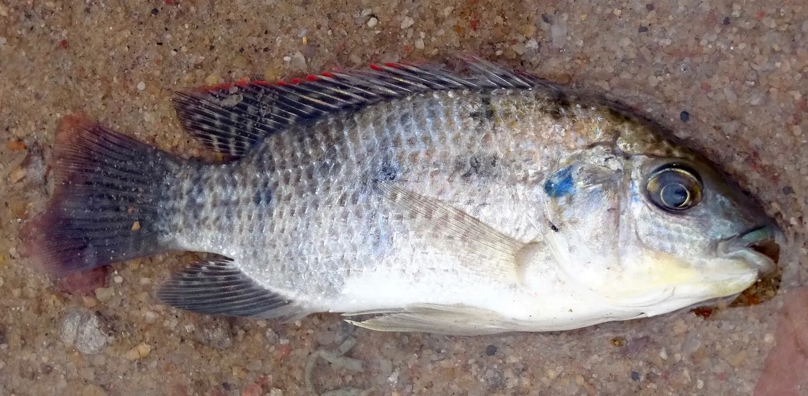 Kariba tilapia