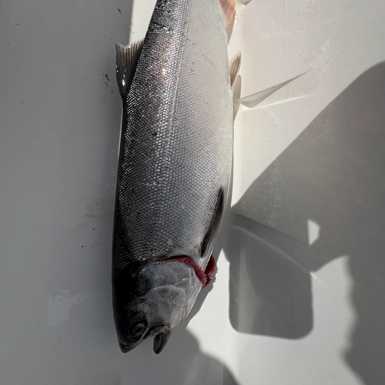 Coho salmon caught on Fishbrain