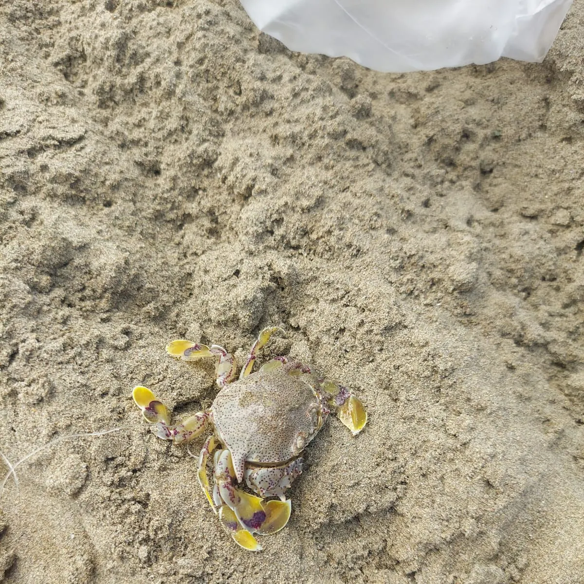 Blue crab caught on Fishbrain