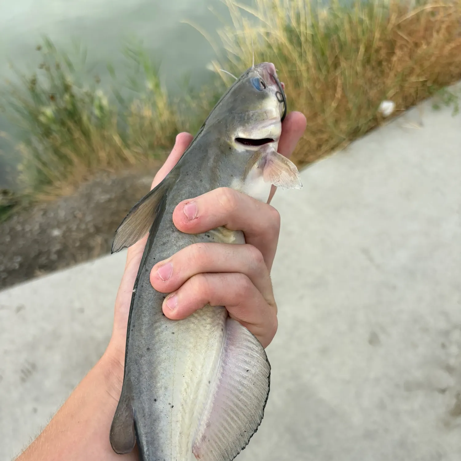Channel catfish caught on Fishbrain