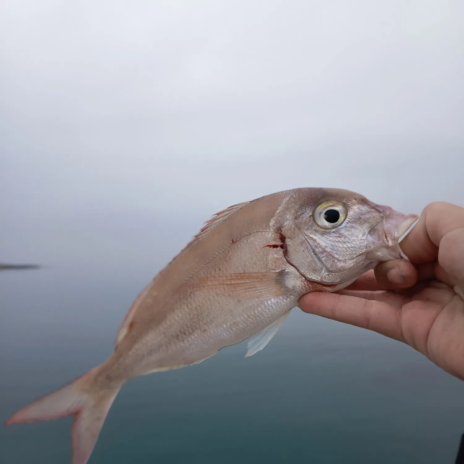 The most recent Common pandora catches on Fishbrain