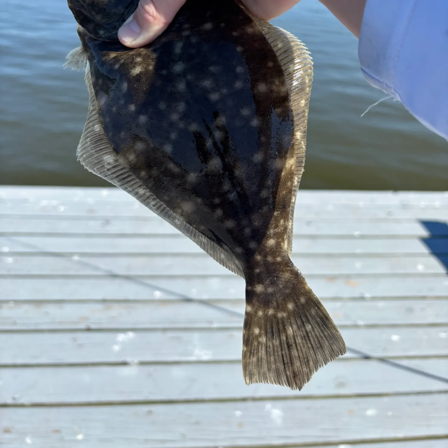 Southern flounder caught on Fishbrain