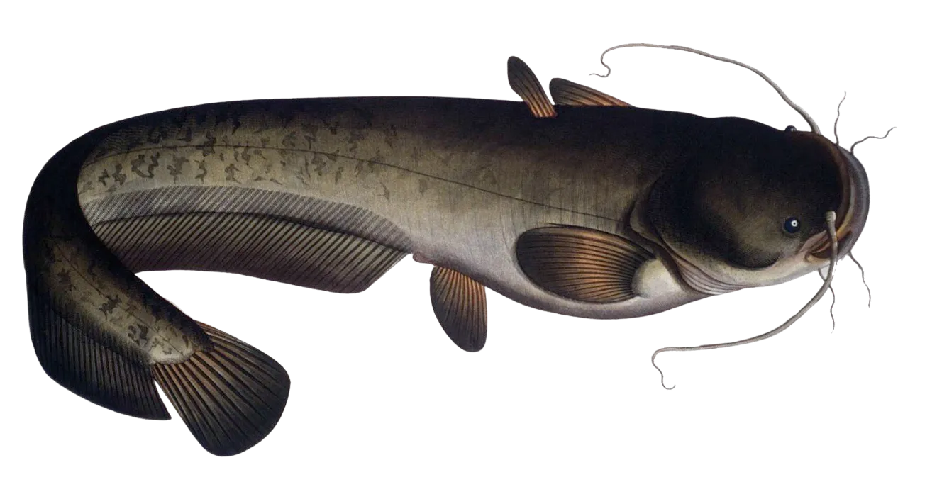 Amur catfish