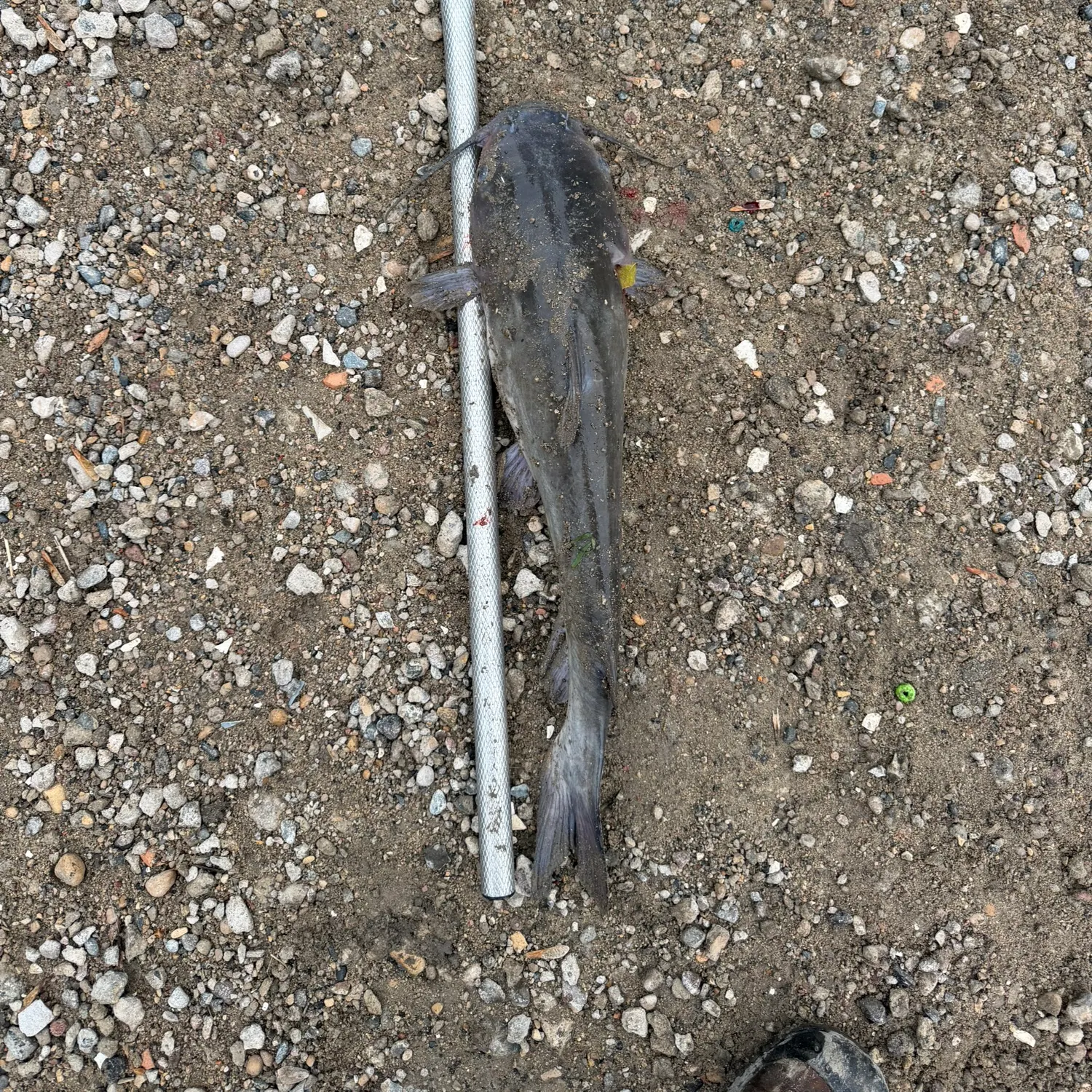 Channel catfish caught on Fishbrain