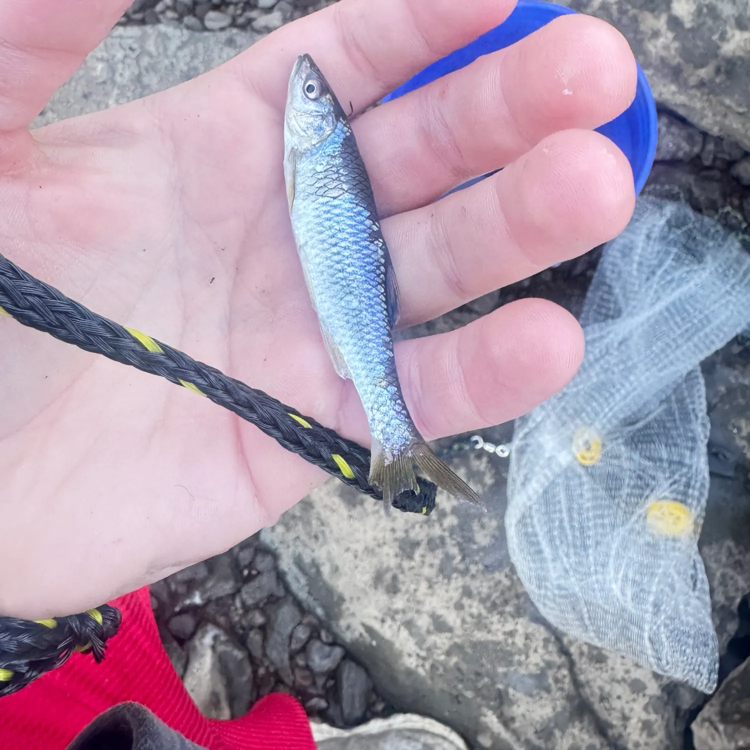 Striped shiner caught on Fishbrain