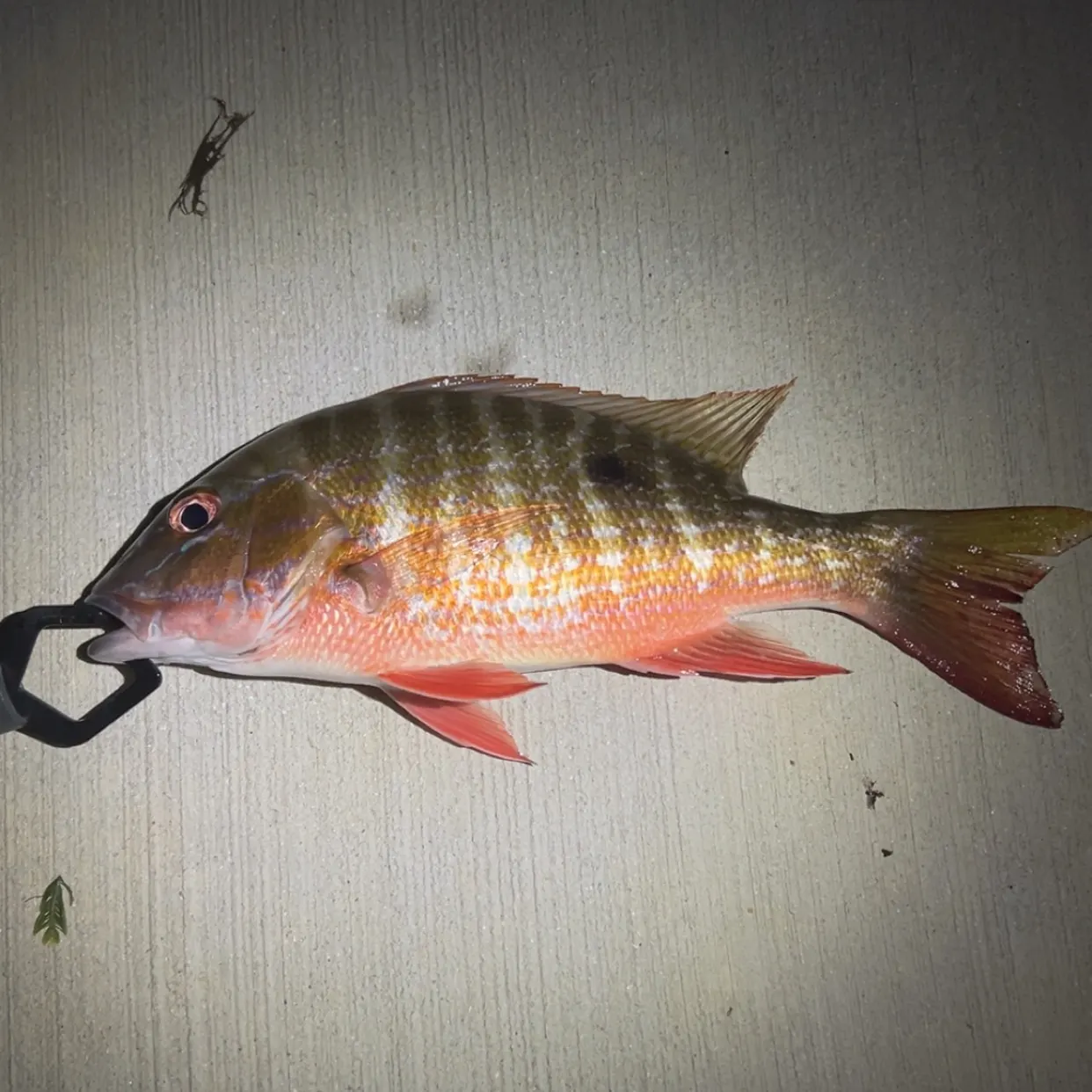 The most recent Mutton snapper catches on Fishbrain