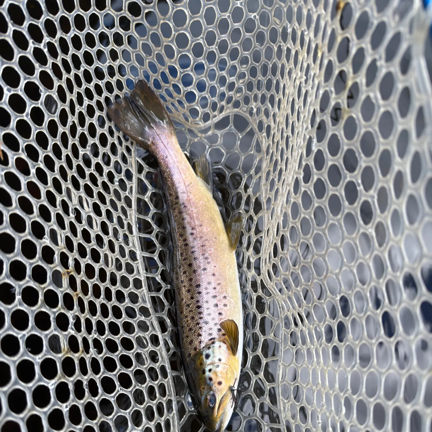 The most recent Brown trout catches on Fishbrain