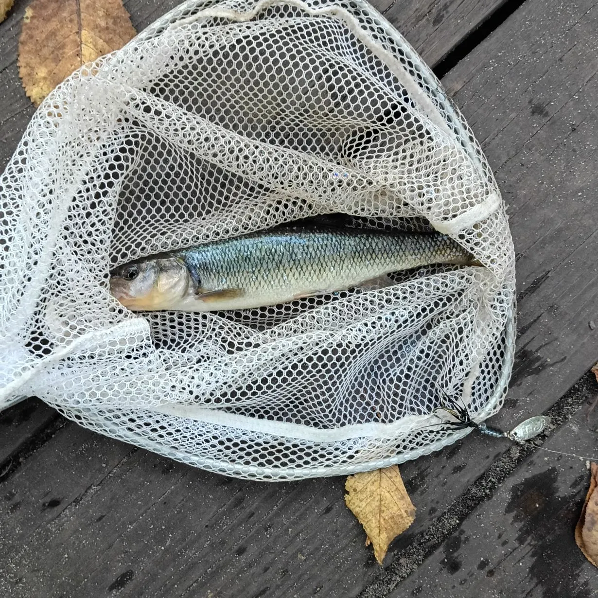 Creek chub caught on Fishbrain