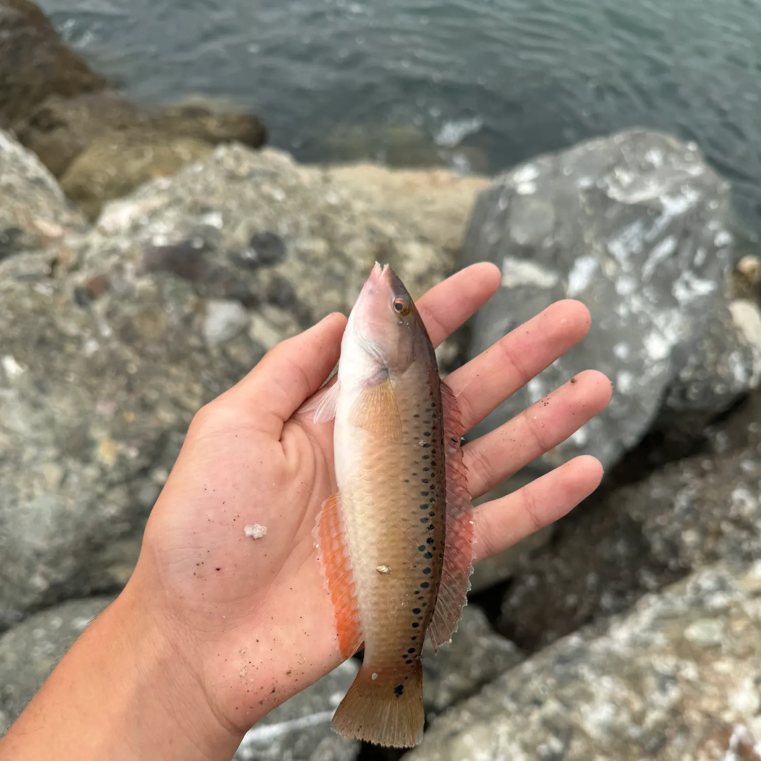 The most recent Bluespotted wrasse catches on Fishbrain