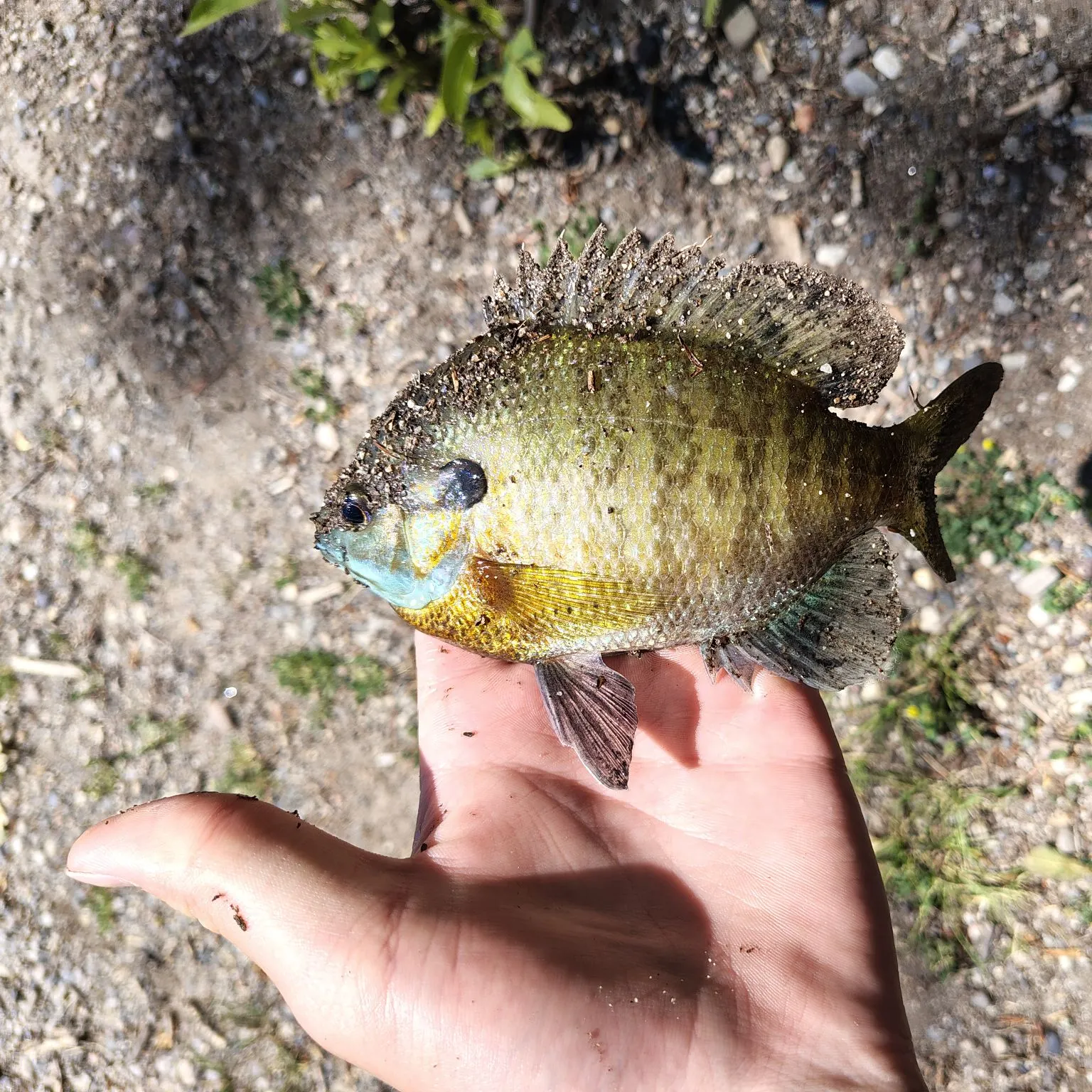 Bluegill caught on Fishbrain