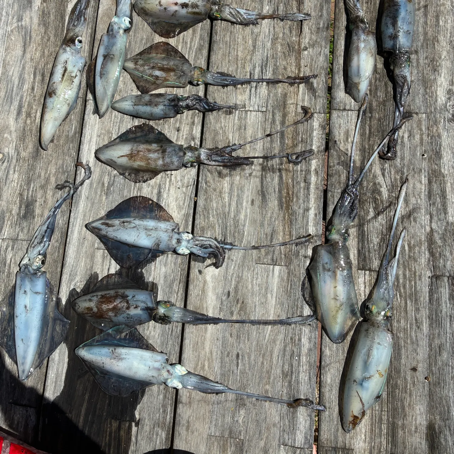 Southern calamari caught on Fishbrain