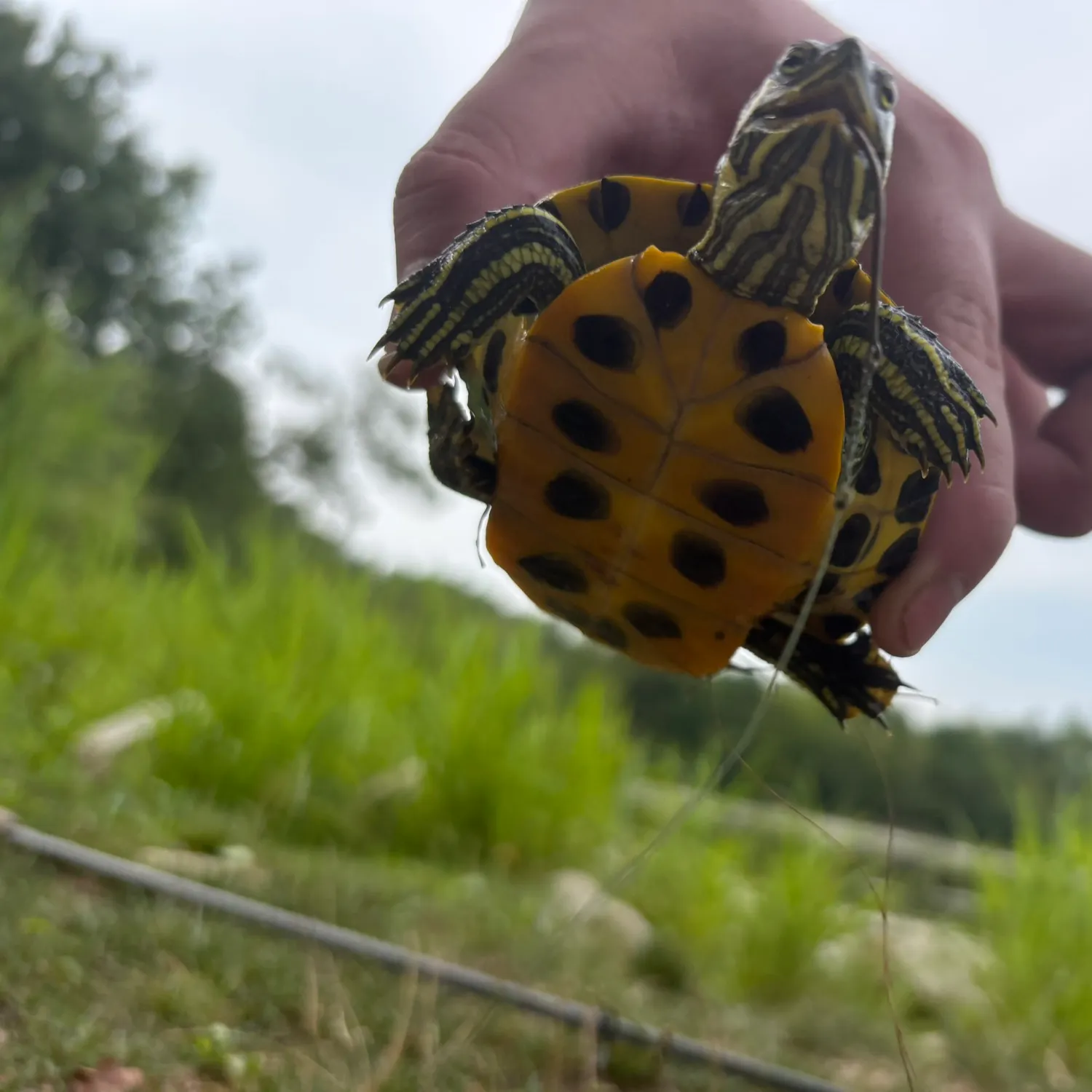 The most recent Pond slider turtle catches on Fishbrain