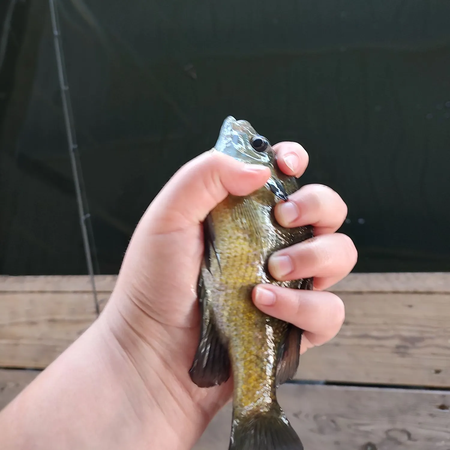 Bluegill caught on Fishbrain
