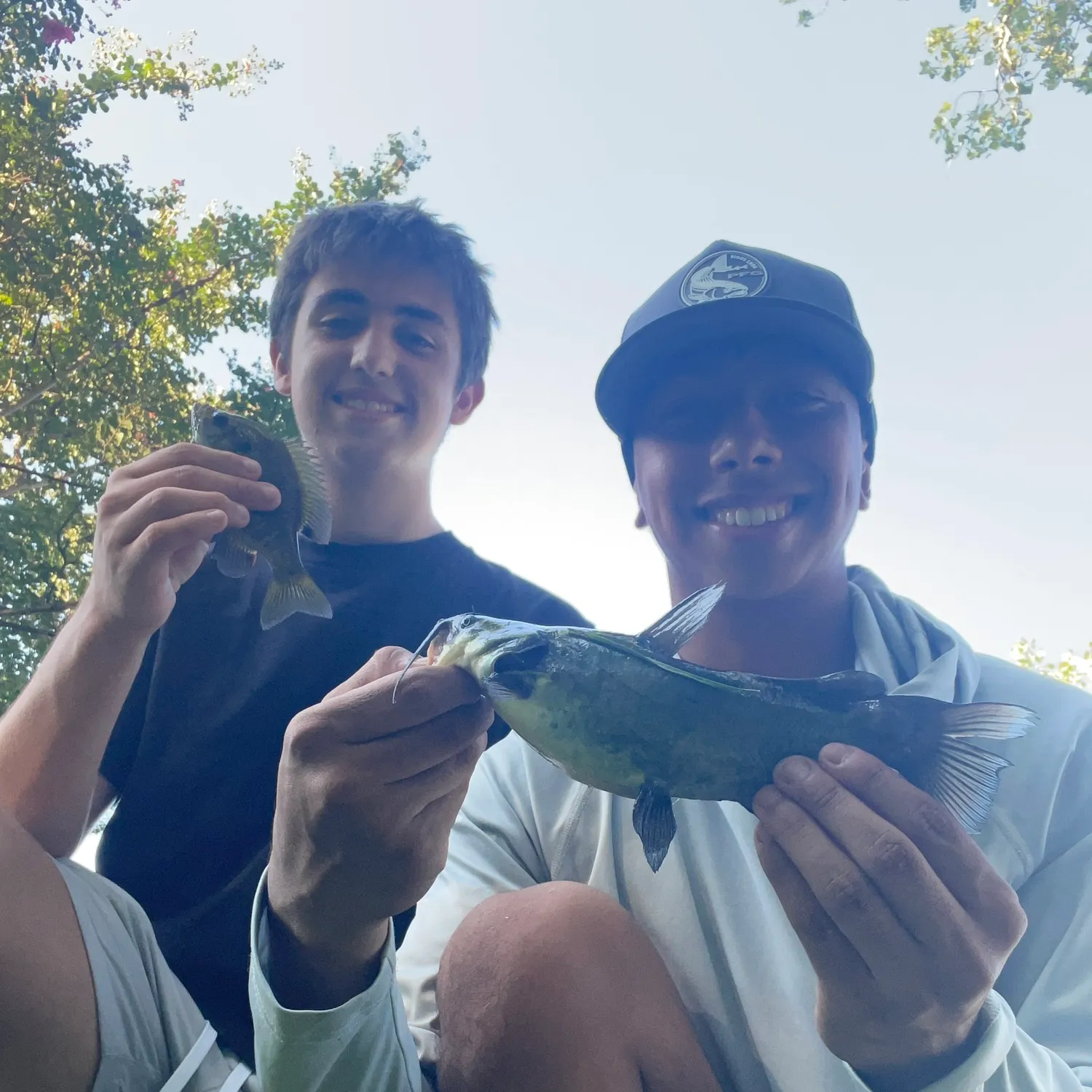Black bullhead caught on Fishbrain
