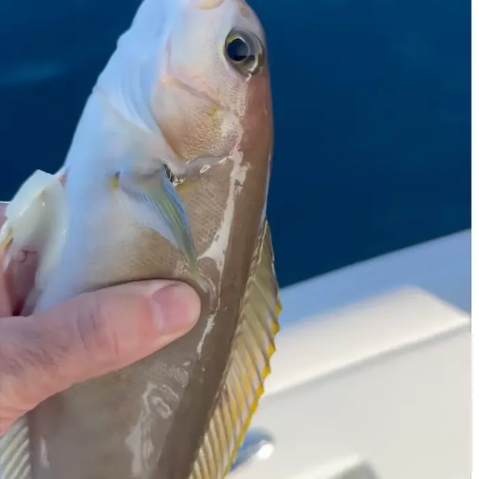 The most recent Ocean whitefish catches on Fishbrain