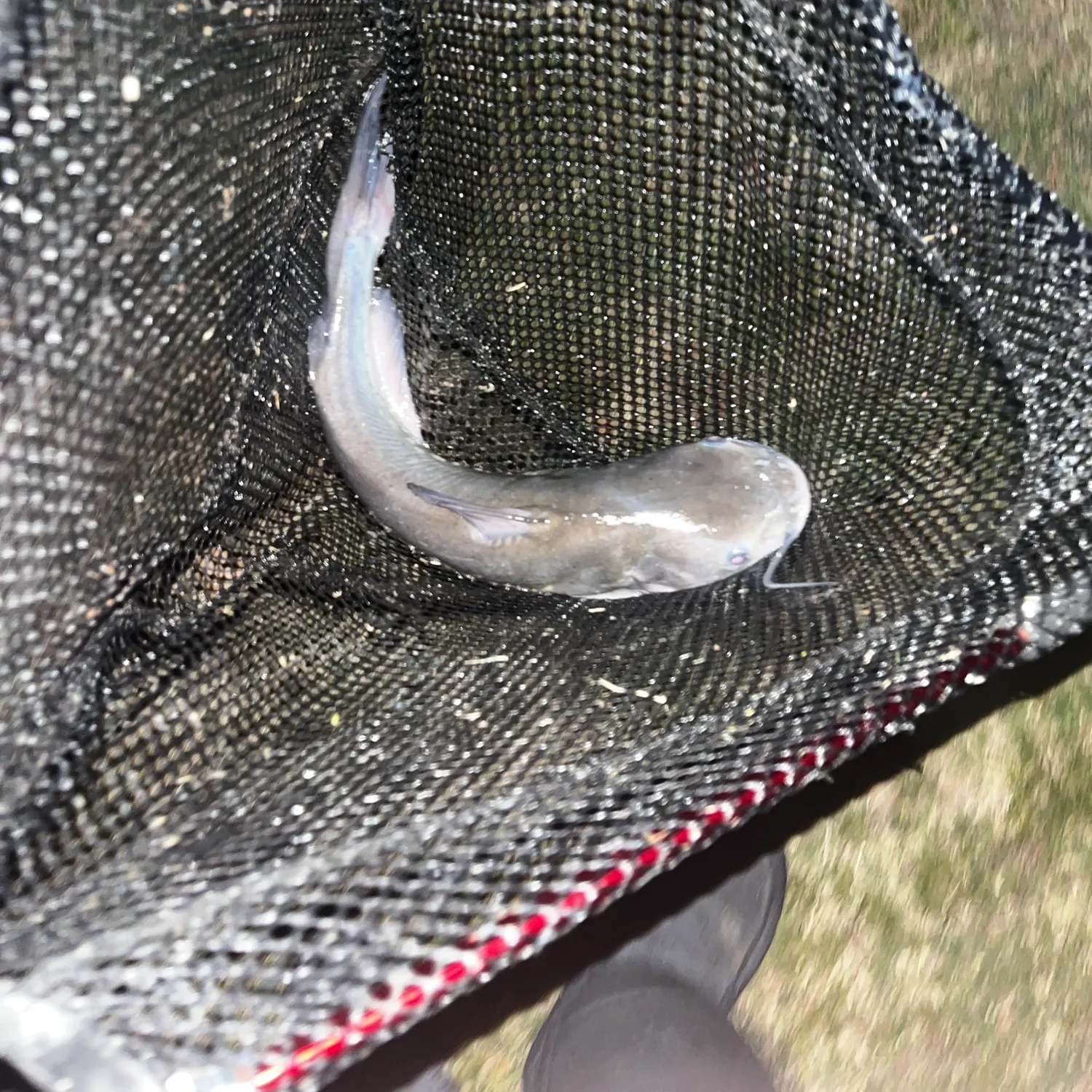 Channel catfish caught on Fishbrain