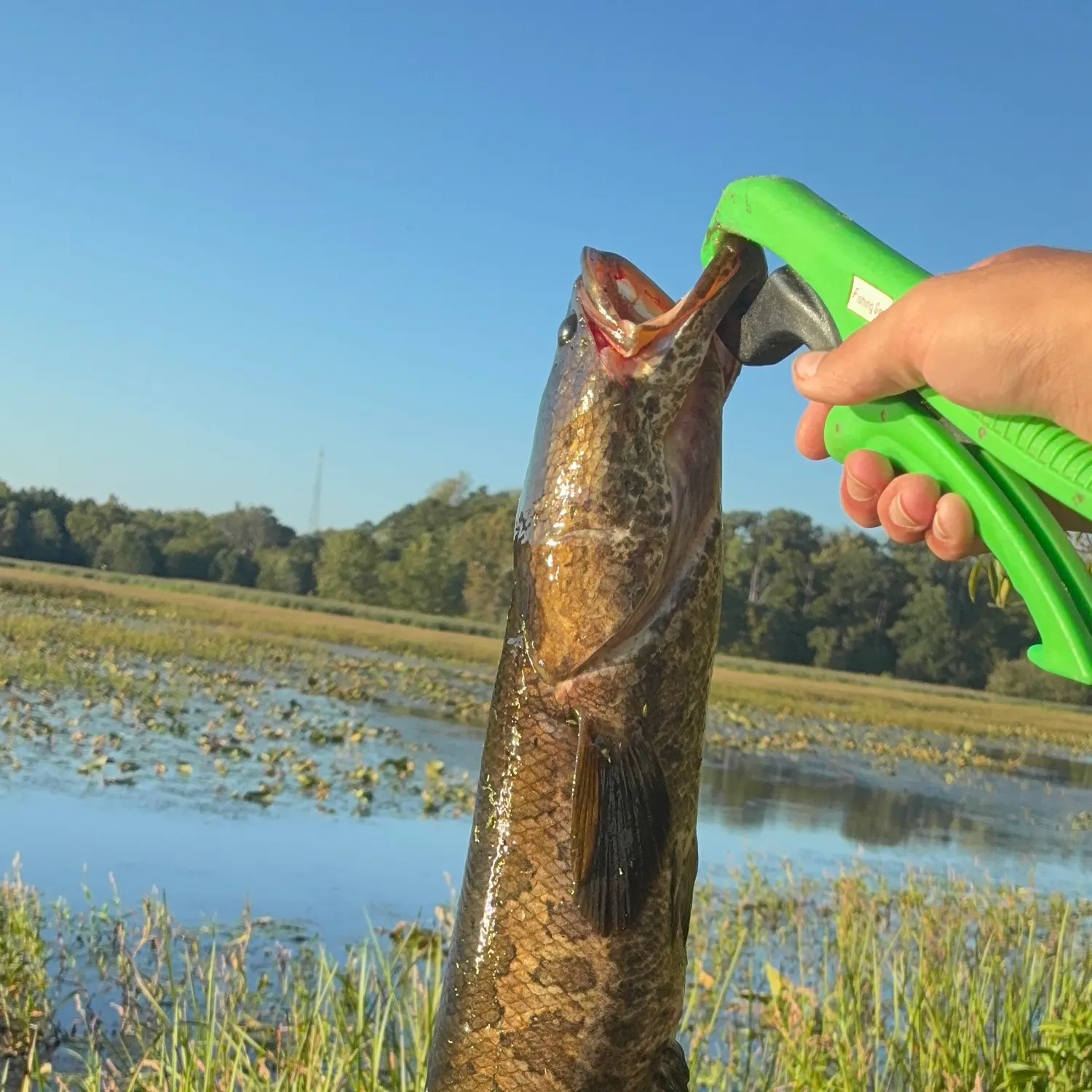Northern snakehead caught on Fishbrain