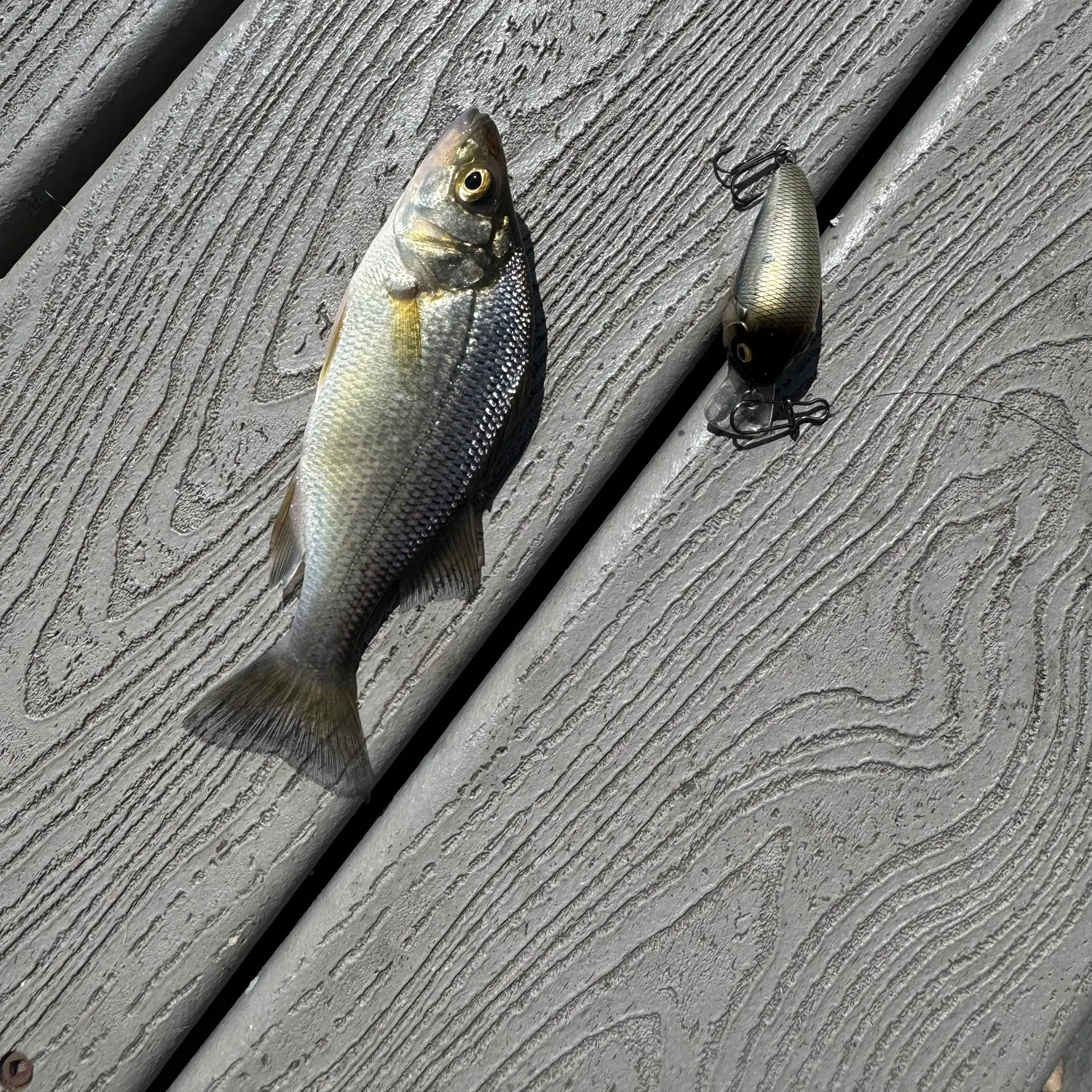 White perch caught on Fishbrain