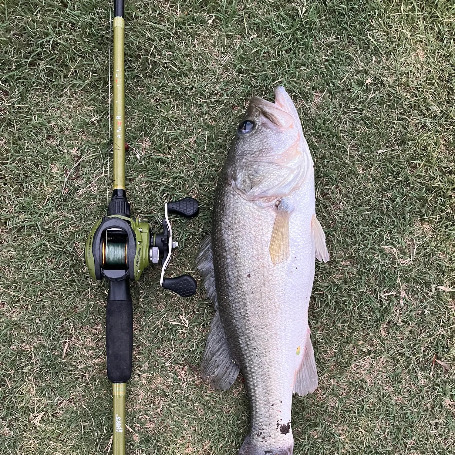 Largemouth bass caught on Fishbrain